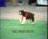 Jimmie Rottie.mp4